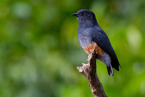 Swallow-winged puffbird